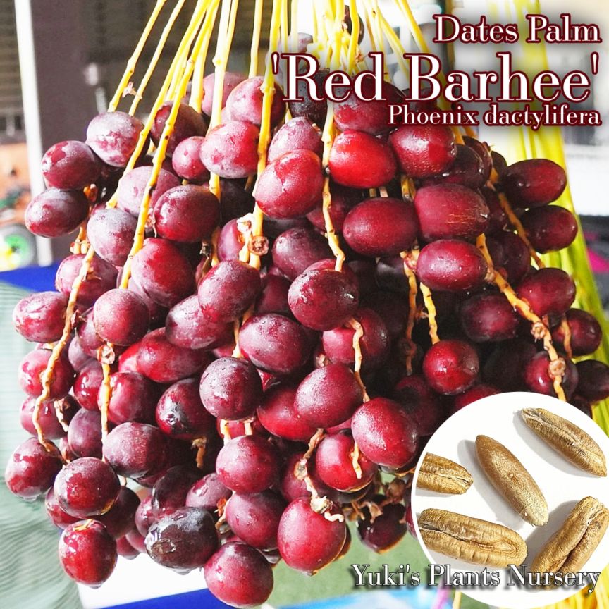 生食デーツパーム 種子[品種:レッドバリ(レッドバヒー)]Phoenix dactylifera 'Red Barhee'