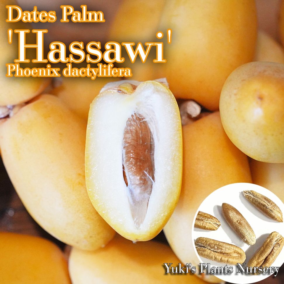 生食デーツパーム 種子[品種:ハッサウィ]Phoenix dactylifera 'Hassawi'