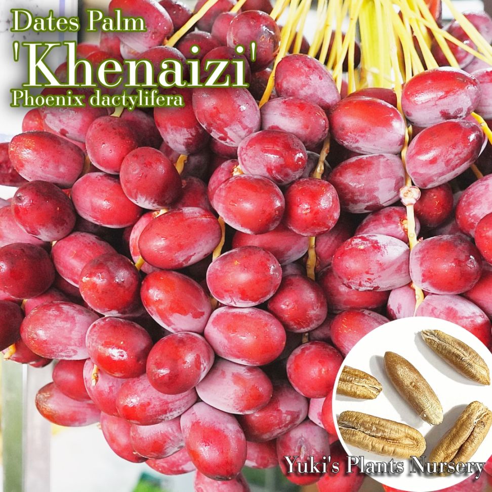 生食デーツパーム 種子[品種:ケナイジ]Phoenix dactylifera 'Khenaizi'