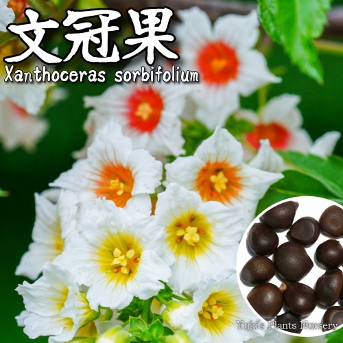 ブンカンカ 種子 5粒[ナッツの木/耐寒性花木](イエローホーン)Xanthoceras sorbifolium