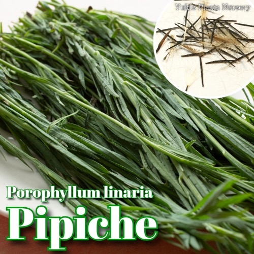 ピピーチャ 種子 5粒[メキシコ料理の原料]Porophyllum linaria