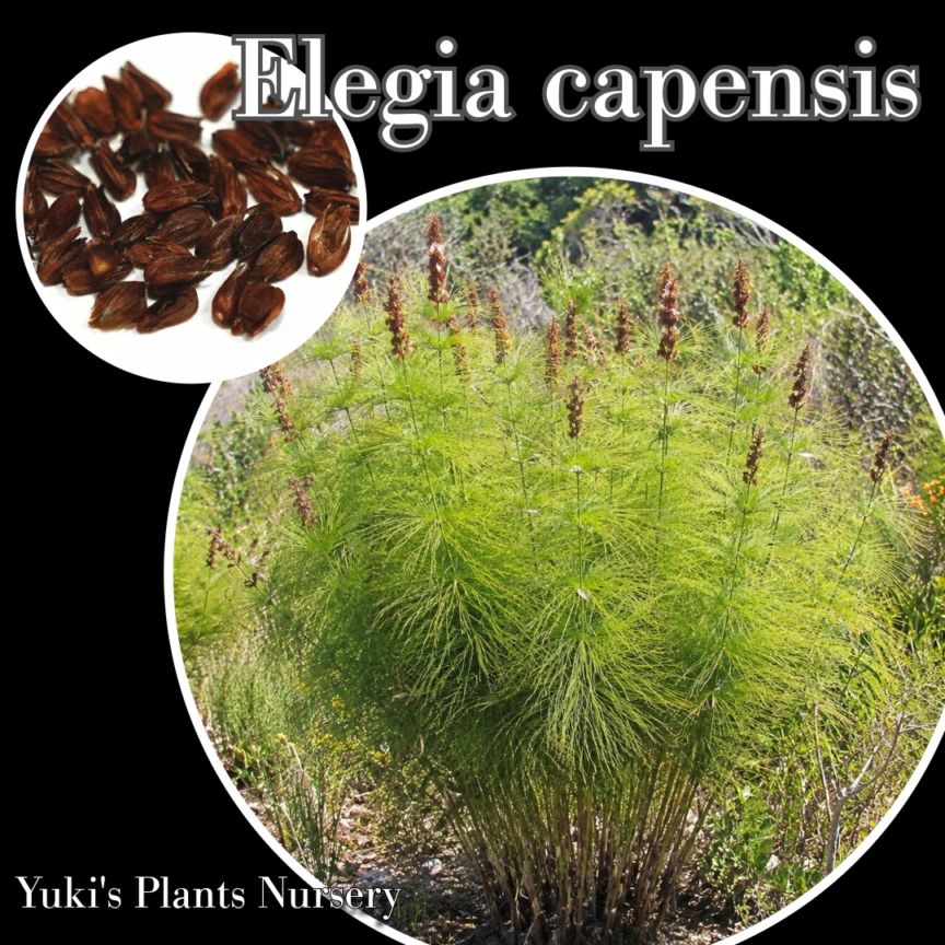 フォウンテン・ラッシュ 種子 [巨大スギナ!!]Elegia capensis