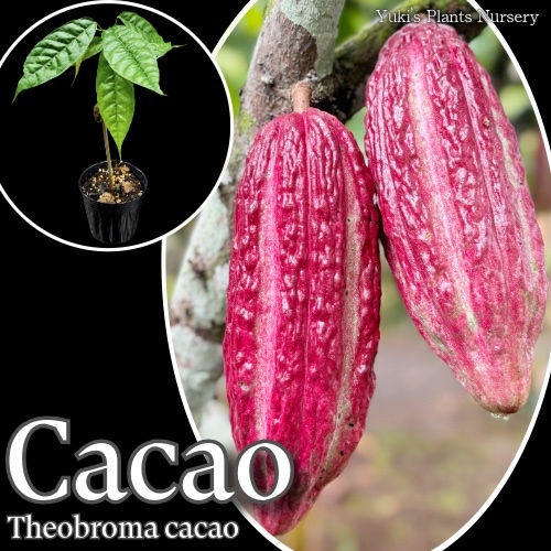 カカオ 苗[品種:トリニタリオ レッド]Theobroma cacao ‘Trinitario’