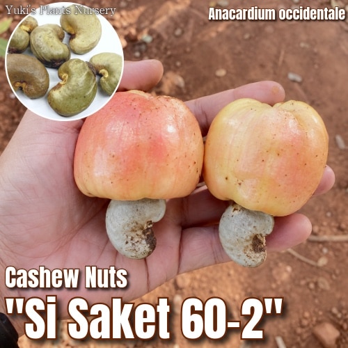 カシューナッツ 種子[品種:シーサケット60-2]Anacardium occidentale/10月15日発送予定