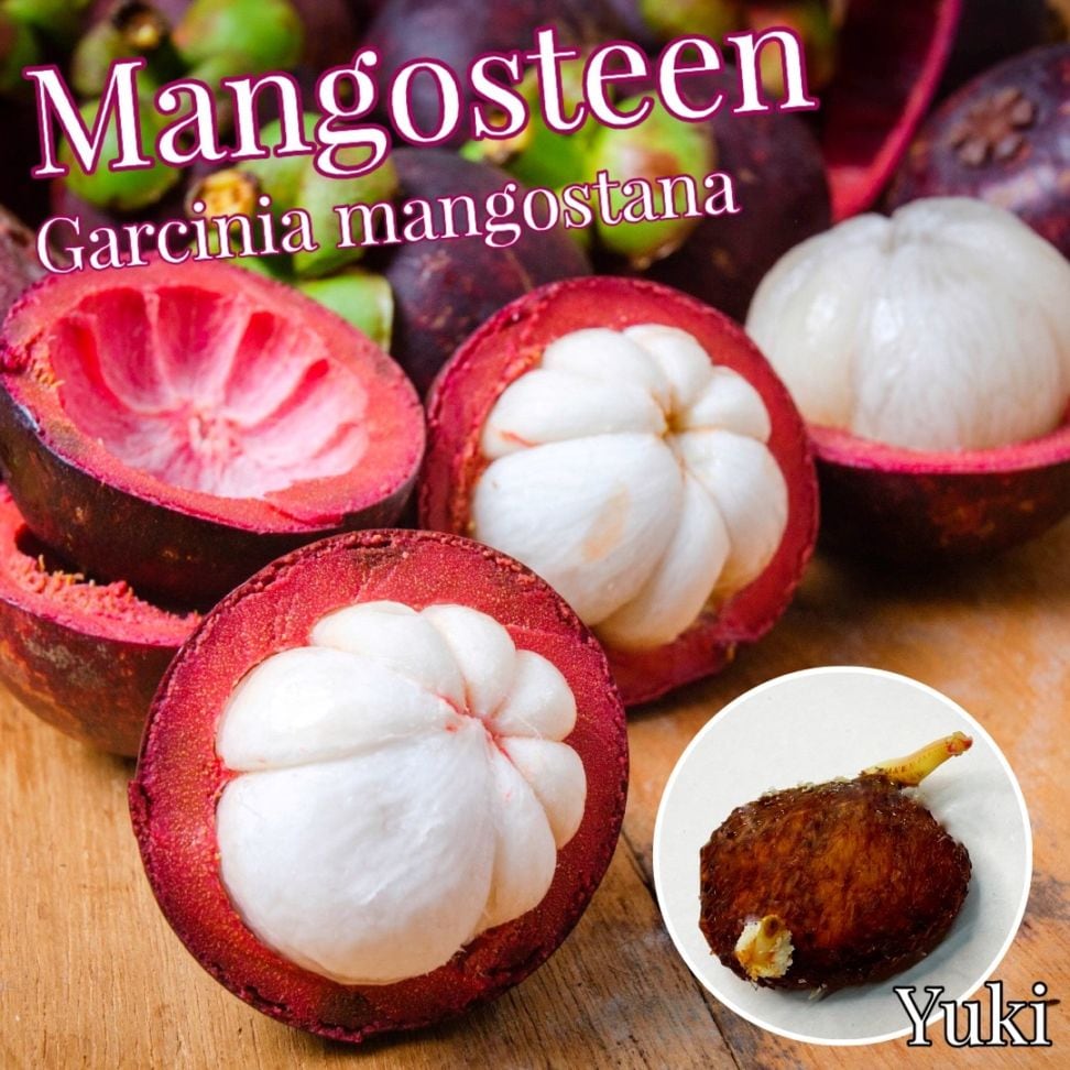 マンゴスチン 種子[クイーン・オブ・フルーツ]Garcinia mangostana/10月15日発送予定
