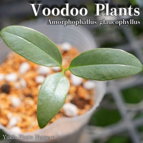 ブードゥープランツ 苗[銀葉コンニャク]Amorphophallus glaucophyllus