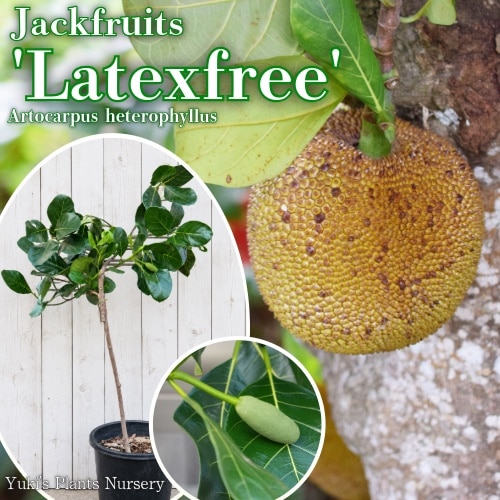 ジャックフルーツ 接木 開花株[系統:ラテックスフリータイプ]Artocarpus heterophyllus(着払いor現地引き取り限定)