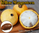 ���������ޥ󥴥����� ���[�쥢�ȥ��ԥ���ե롼��]Garcinia sp. 'Yellow Mangosteen'