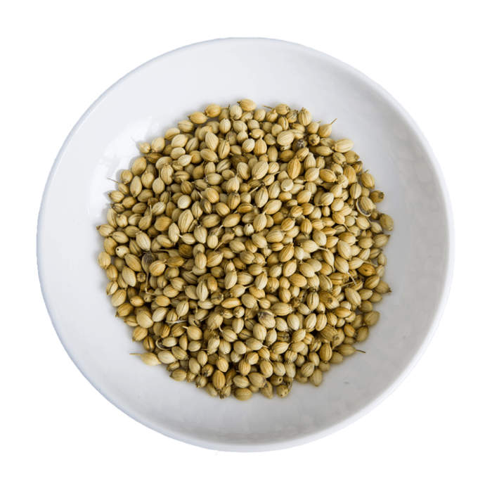 コリアンダーシード グリーン インド産 100g Coriander Seed Green India メール便