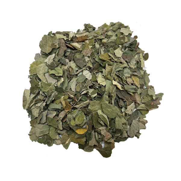 モリンガリーフ 全サイズ Moringa Leaf