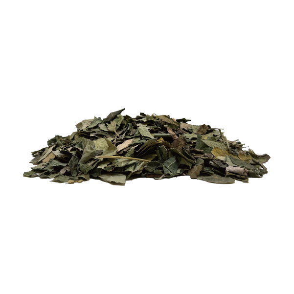 モリンガリーフ 全サイズ Moringa Leaf