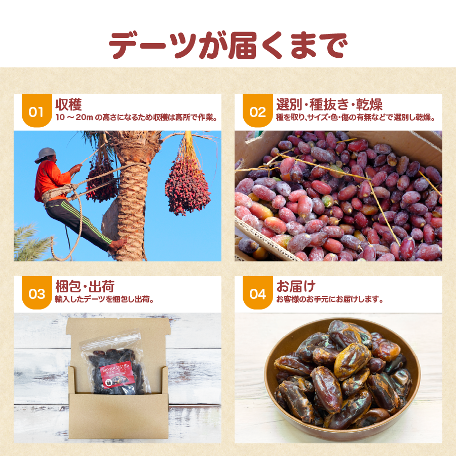 サイヤーデーツ 種なし UAE産 500g Sayer Date メール便