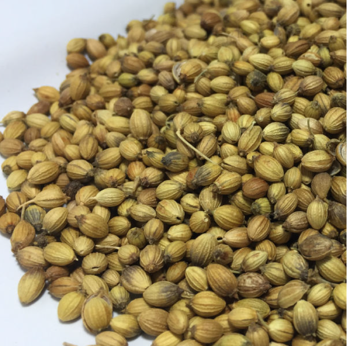 コリアンダーシード グリーン インド産 500g Coriander Seeds Green India【即日発送は午前9:30】
