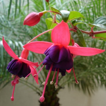 エミール・ガレ 「ホクシャ文花瓶」 | | アトリエ・ブランカ