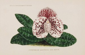 Pɡѥͥ᡼֥ץڥ塼ࡦɥե饤