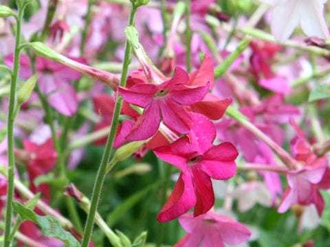 最終値下げ ドーム・ナンシー 煙草の花文花瓶 当時物 硝子 植物 骨董 真作保証 3_000000003620.jpg?1678209905