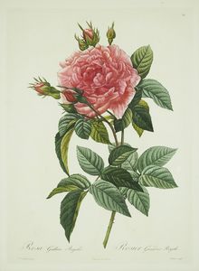 P=�ʡ���ɥ����ơ��֥��������ꥫ �ƥ쥬�ꥹ��(64)��