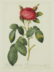 P=�ʡ���ɥ����ơ��֥��������ꥫ �ƥ�ƥ��ե��ꥢ��(116)����