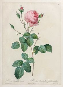 P=�ʡ���ɥ����ơ��֥���������ƥ��ե����ꥢ �ƥ���ʥ��� (87)��