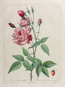 P=�ʡ���ɥ����ơ��֥���������ǥ��� �ƥ֥륬�ꥹ�� (14)��