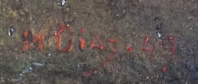 �ǥ��������ɡ��顦�ڡ��˥㡡�֥˥�դȸ���Ϣ�줿��ǯ��