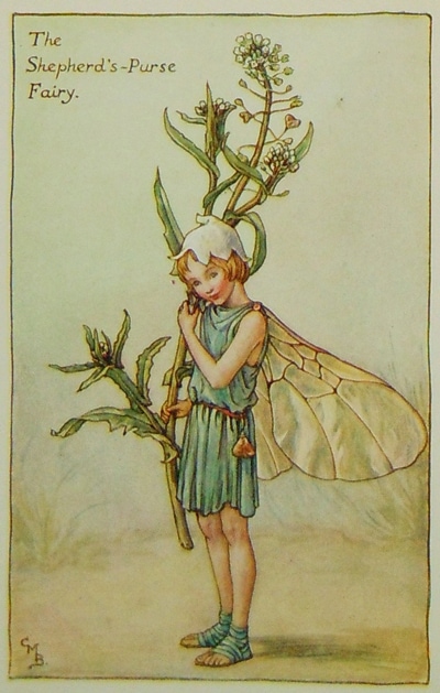 シシリー・メアリー・バーカー 挿画本「花の妖精・春