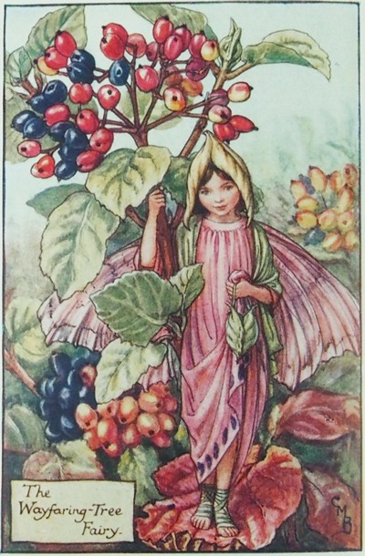 シシリー・メアリー・バーカー 挿画本「花の妖精・秋