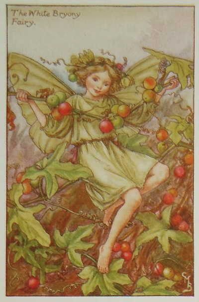 �����꡼���ᥢ�꡼���С��������޲��ܡֲ֤�����������