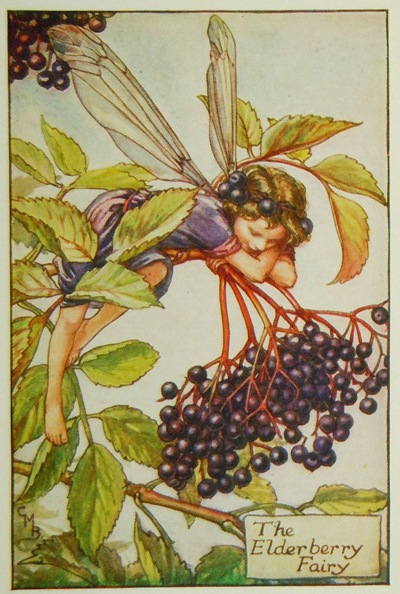 �����꡼���ᥢ�꡼���С��������޲��ܡֲ֤�����������