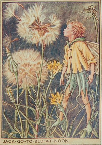 シシリー・メアリー・バーカー 挿画本「花の妖精・道ばた