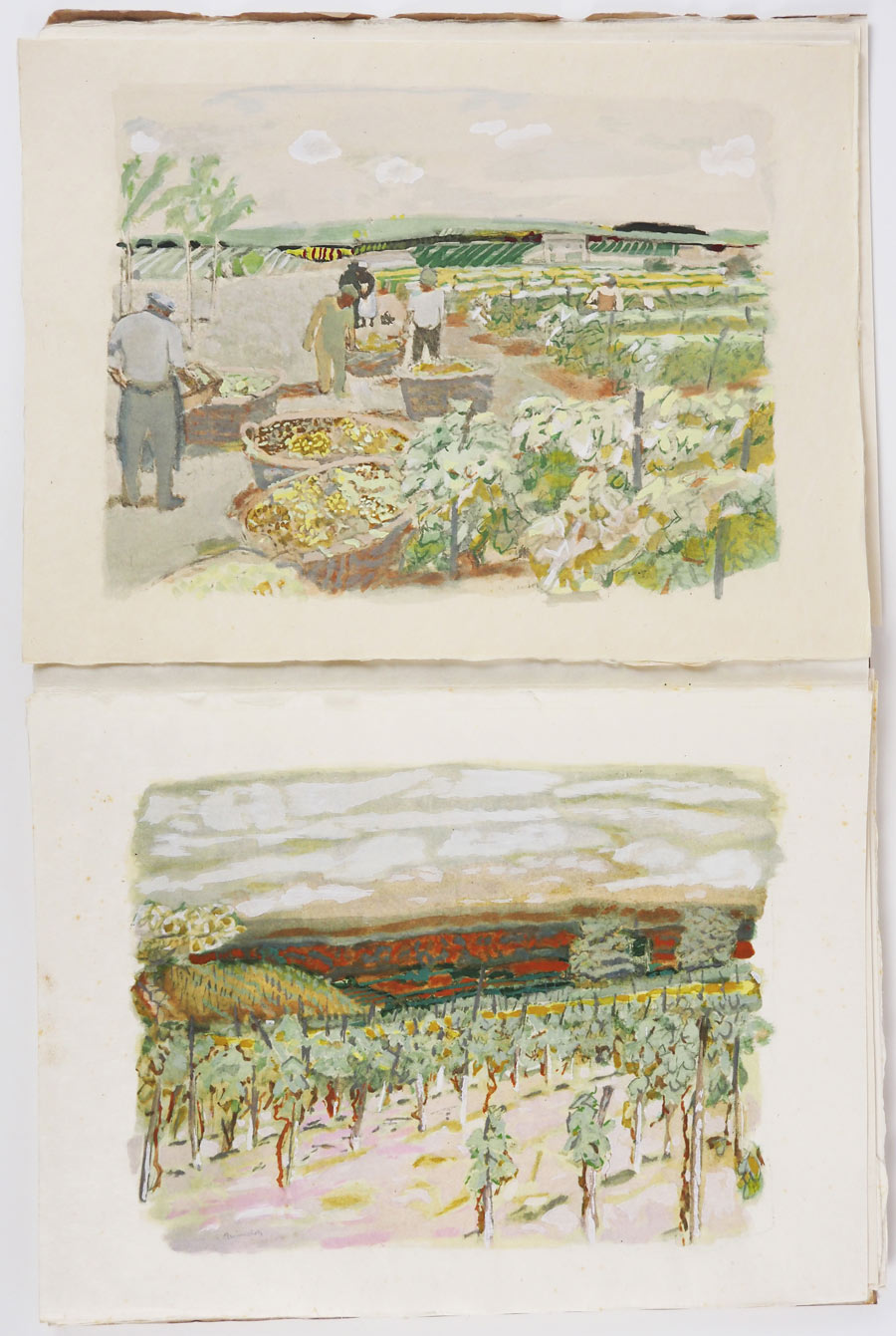 �⡼�ꥹ���֥ꥢ�󥷥�󡡡ز�����ƺȪ��ᤰ�äơ�