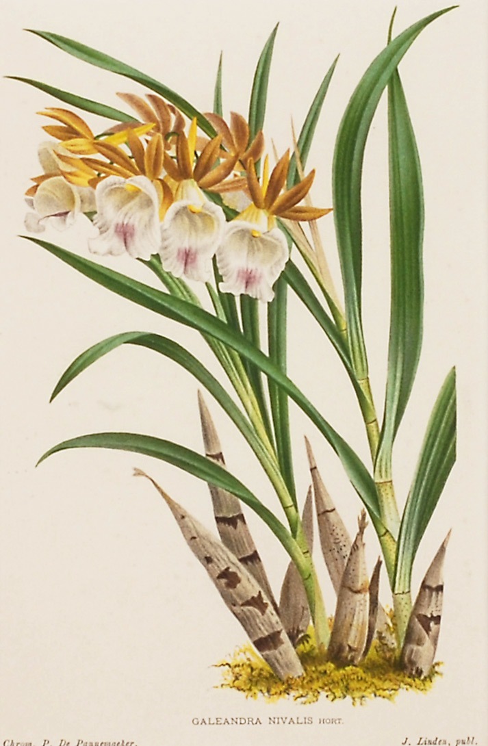 P���ɡ��ѥͥ᡼�������֥��쥢��ɥ顦�˥����ꥹ��