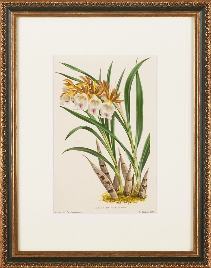 P���ɡ��ѥͥ᡼�������֥��쥢��ɥ顦�˥����ꥹ��