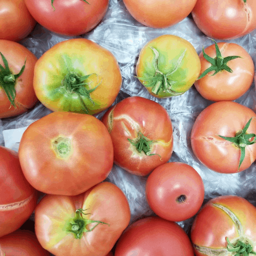 とまと購入ページ すべての商品 | イオン農場ショップ