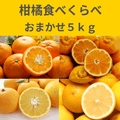 【●●ユニオン】柑橘食べくらべ｜おまかせ５ｋｇ【デモ用】