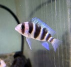 Cy.���٥������ʥե���ȡ����� ��ԥ�� 5-6cm