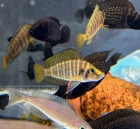 Alt.����ץ쥷���ץ� �ե����䡼�ե��� ������ 6-7cm