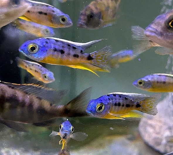 アフリカン シクリッド プロトメラス スピロノータスタンザニア繁殖