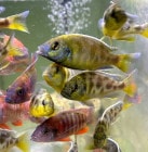 N.�٥ͥ����� 8cm��