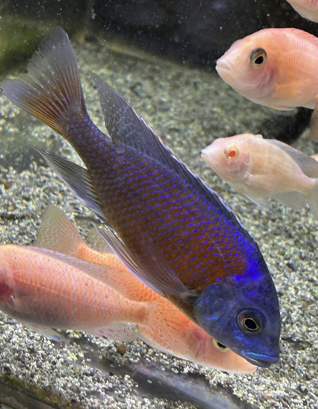 アフリカンシクリッド Cynotilapia afra Jalo Reef オス9 cm ドイツ産　写真個体販売 アフリカンシクリッド入荷しました。 #アクアショップ #大阪 #八尾
