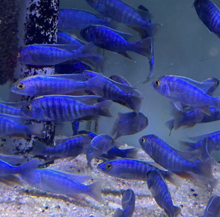 アフリカン　シクリッド(上)、西アフリカ産　シクリッド（下）東アフリカ産セット Amazon.co.jp: アフリカンシクリッド 上（西アフリカ産） 下（東