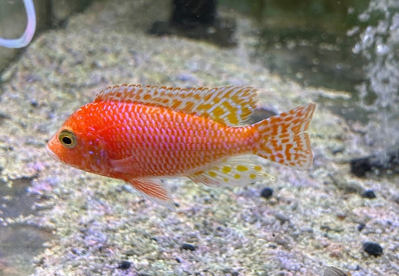 アウロノカラ♂ミックス 7-10cm | 淡水（生体）,アフリカンシクリッド