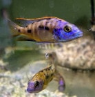 Ot.�꥽�Хƥ��� 8cm��