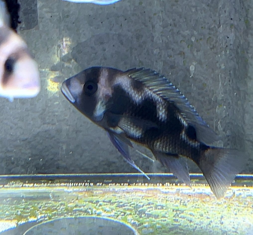 フロントーサ ブラックウィドー 体長20㎝