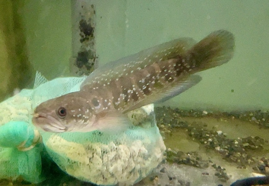 ギャラクシーコウタイ 20cm± | 淡水（生体）,スネークヘッド