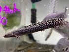 �ݥ�ץƥ륹������ʥƥ��ԥ�˥���15cm��