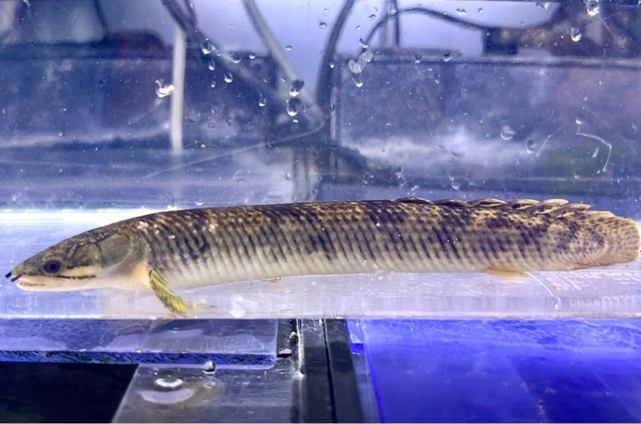 超激レア ポリプテルス モケレンベンベ 値下げ