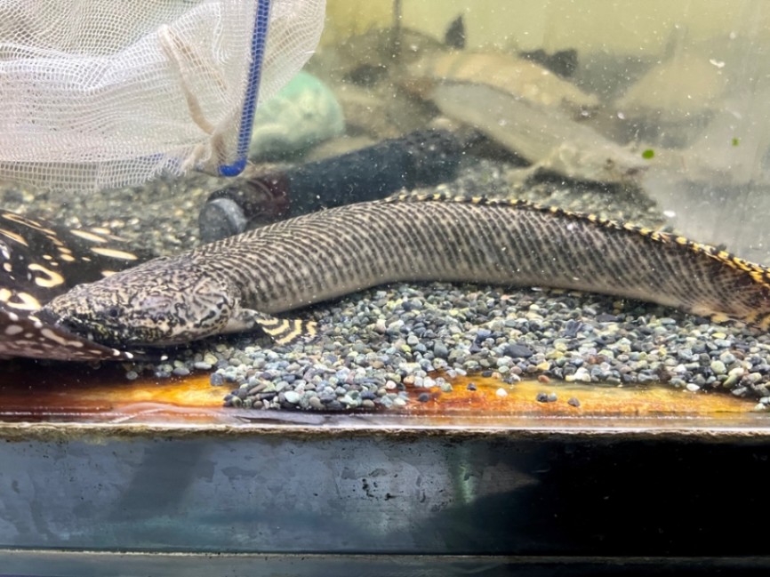 ワイルド】ポリプテルス・オルナティピンニス 25cm± | 淡水（生体