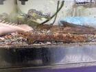 �磻��ɥ��󥴡��ݥ�ץƥ륹���⥱���٥�� 18cm��