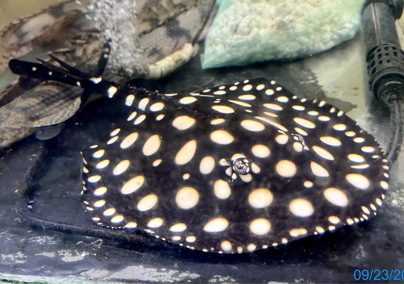 上物♂個体】国産ビッグスポットダイヤモンドポルカドット